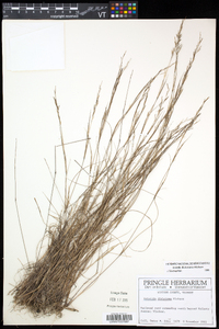 Aristida dichotoma image