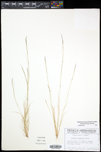 Aristida dichotoma image