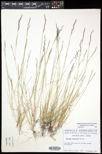 Aristida dichotoma image