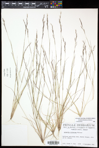 Aristida dichotoma image