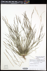 Aristida dichotoma image