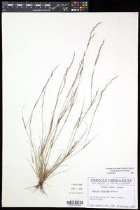 Aristida dichotoma image