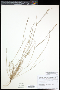 Aristida dichotoma image