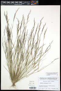 Aristida dichotoma image