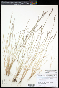 Aristida dichotoma image