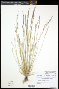 Aristida dichotoma image