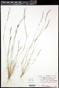 Aristida basiramea image