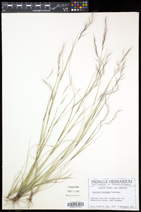 Aristida basiramea image