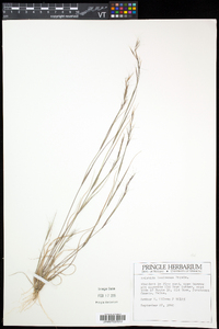 Aristida basiramea image