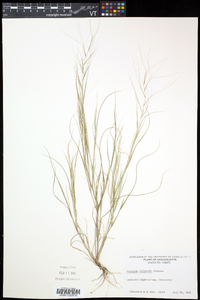 Aristida oligantha image