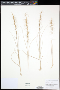 Aristida purpurascens var. purpurascens image