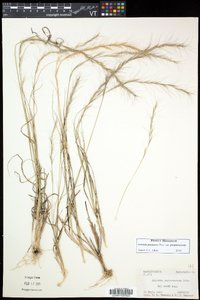 Aristida purpurascens image