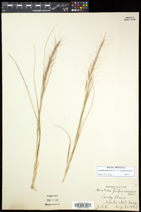 Aristida purpurascens image