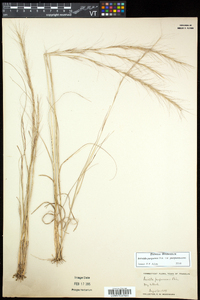 Aristida purpurascens var. purpurascens image