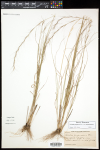 Aristida purpurascens image