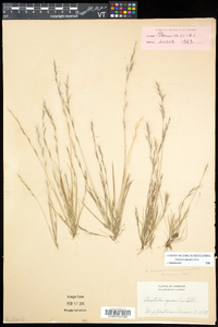 Aristida longespica image