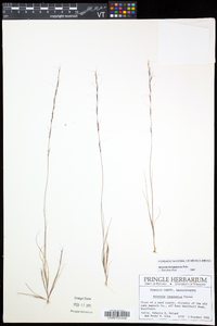 Aristida longespica image