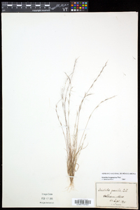 Aristida longespica image