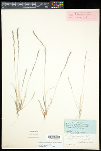 Aristida longespica image