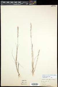 Aristida longespica image