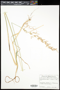 Arrhenatherum elatius image