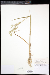 Avena sativa image