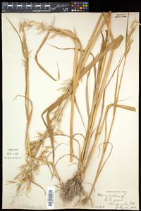 Avena sativa image