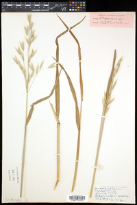 Avena sativa image