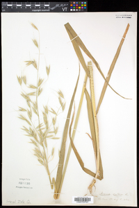 Avena sativa image