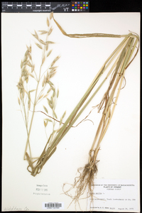 Avena sativa image