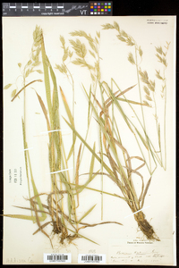 Bromus kalmii image