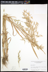 Avena sativa image