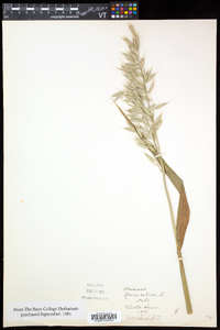 Avena sativa image