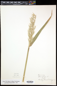 Avena sativa image