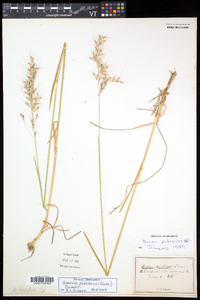 Avenula pubescens image