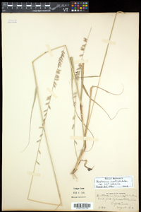 Bouteloua curtipendula var. curtipendula image