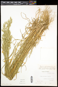 Bromus commutatus image