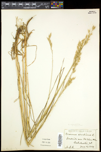 Bromus commutatus image