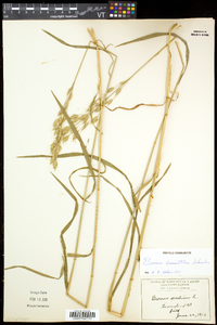 Bromus commutatus image