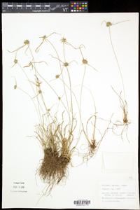 Cyperus grayi image