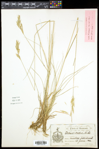 Bromus erectus image