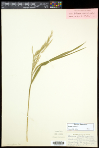 Bromus ciliatus var. ciliatus image