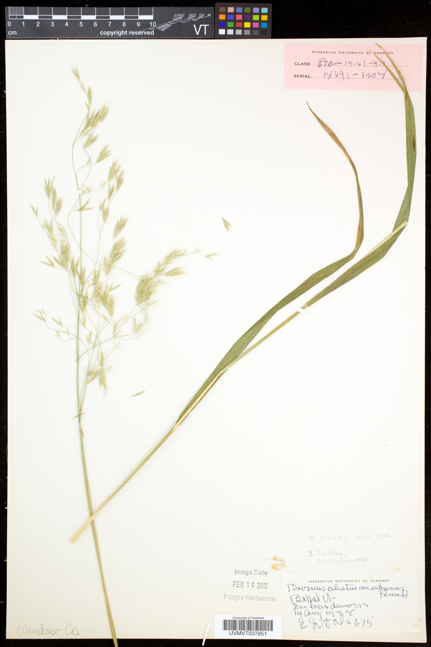 Bromus ciliatus var. ciliatus image