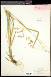 Bromus kalmii image