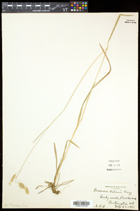 Bromus kalmii image