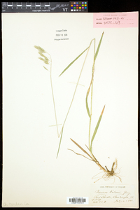 Bromus kalmii image