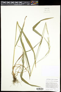 Bromus pubescens image