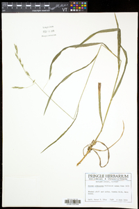 Bromus pubescens image