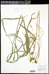 Bromus latiglumis image