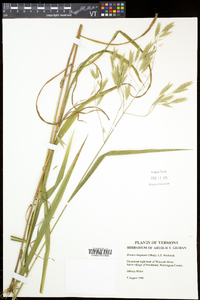 Bromus latiglumis image